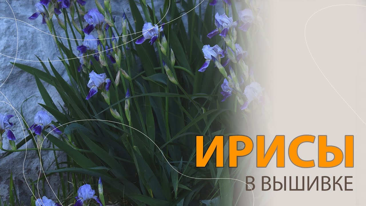 ТОП-30 моих любимых ирисов в вышивке
