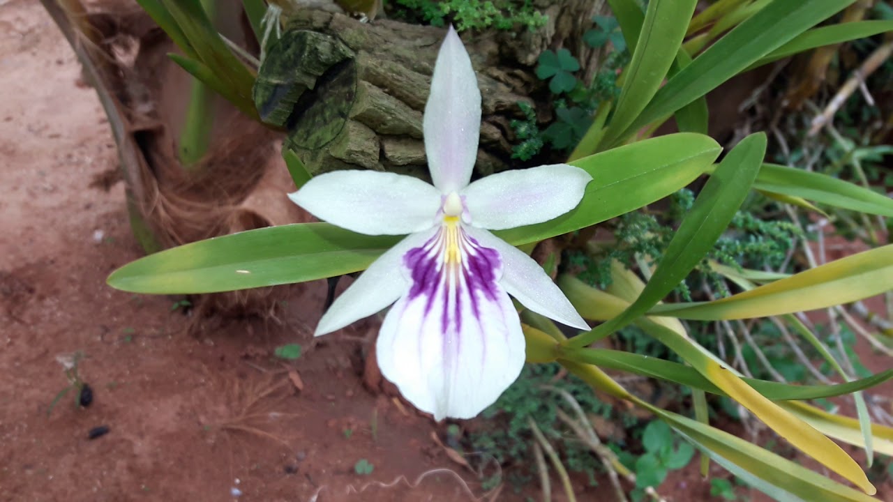 Cuidados  após plantar orquideas em tronquinhos...miltonia spectabilis