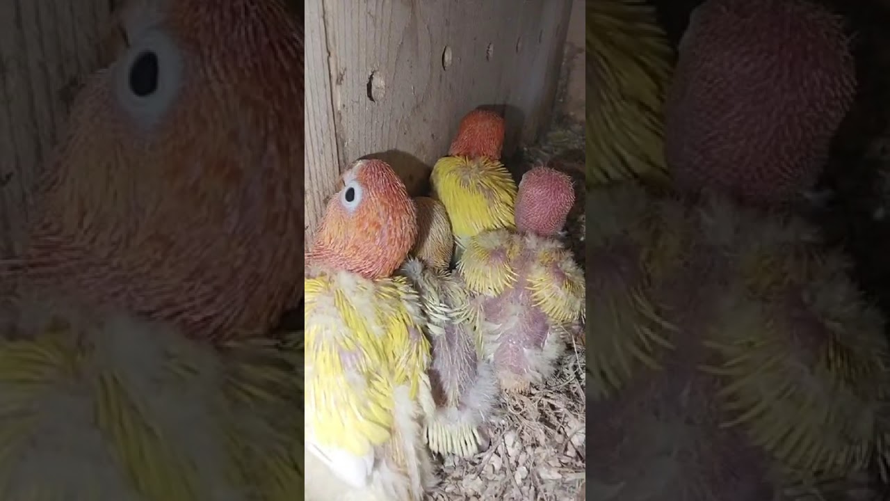 May creamino opa na tayo