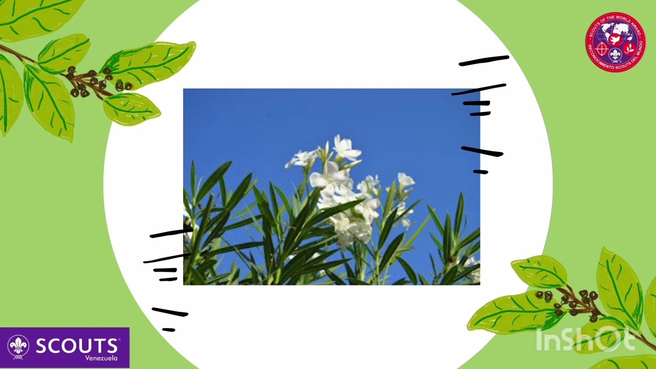 Berberia - Nerium Oleander