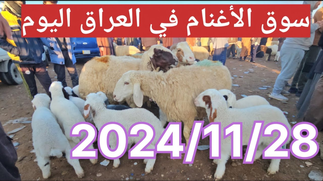 #سوق_الأغنام في العراق سوق محافظة ديالى وسط العراق
