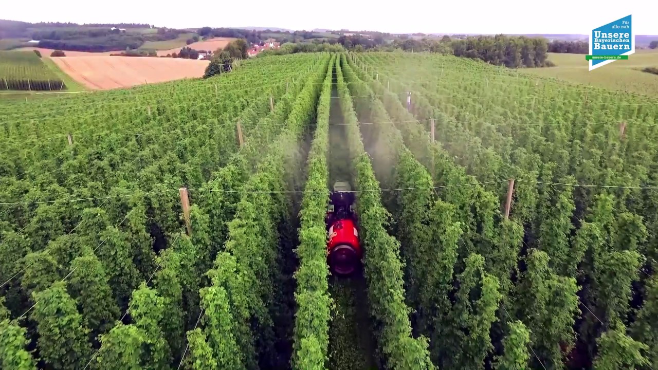 Hopfen aus der Hallertau