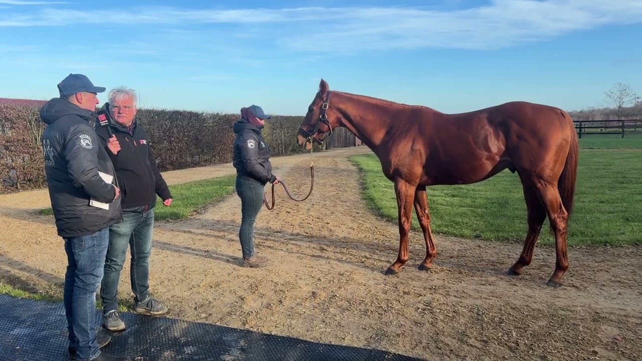 Tribalist au Haras de Castillon - Route des étalons 2026 avec Aktem: Enrico Simone Facarello.