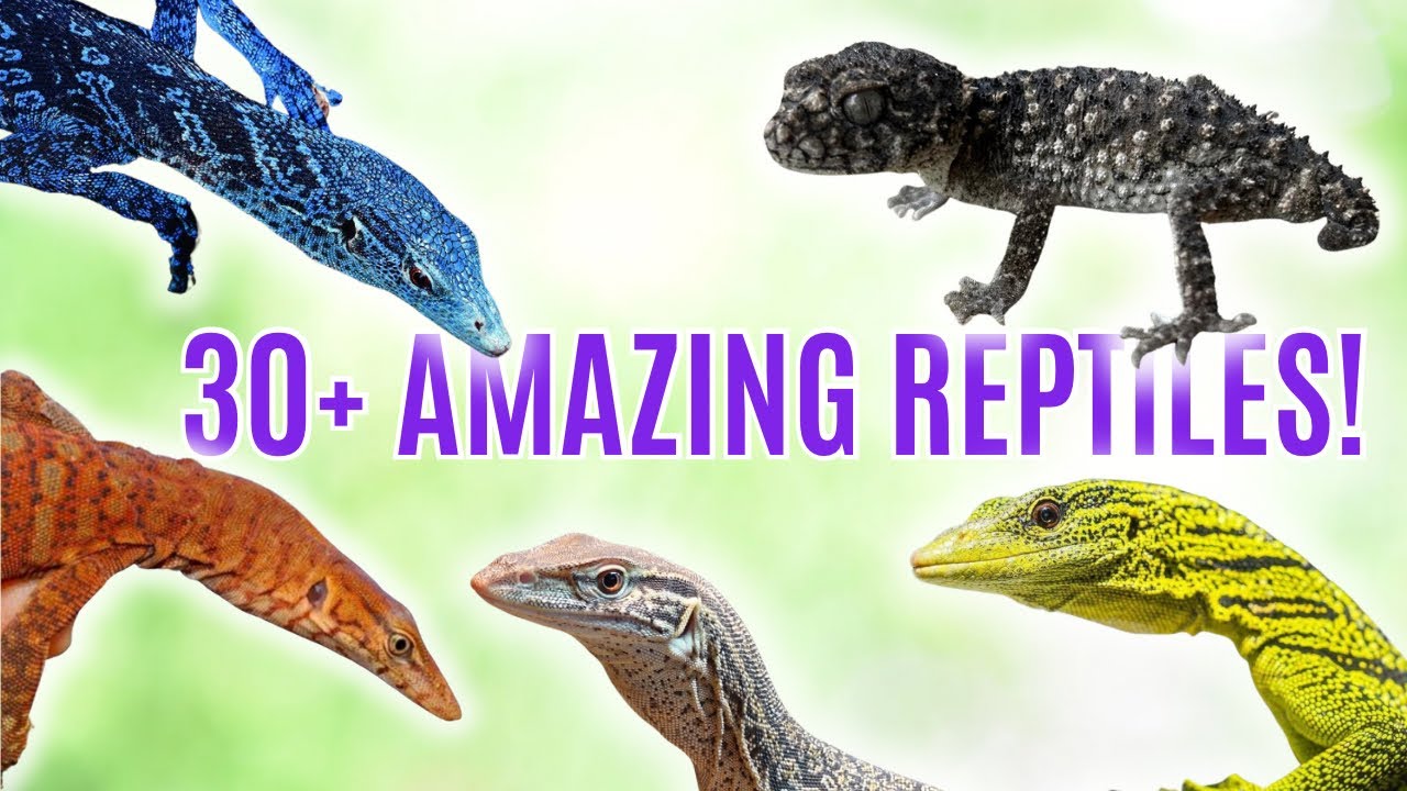 REPTILE ROOM TOUR. TREE MONITORS. PILBARA MONITORS AND LOADS MORE! 🔥