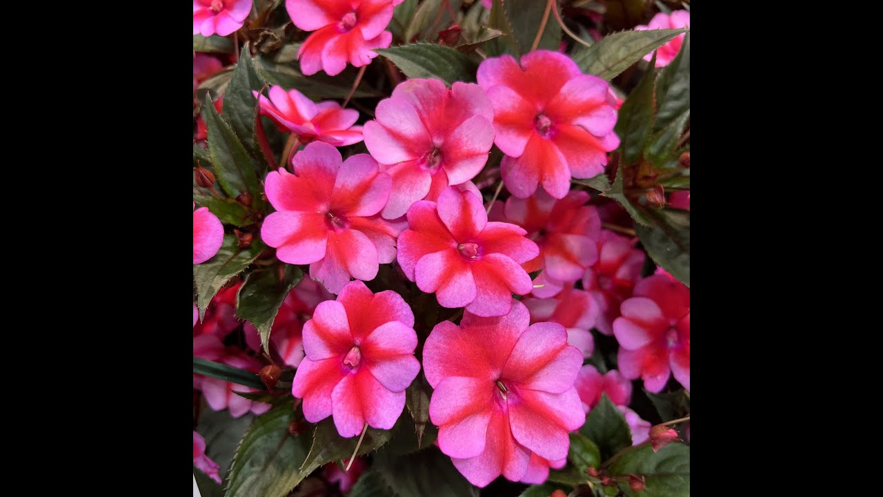 Propagate and overwinter your Sunpatiens