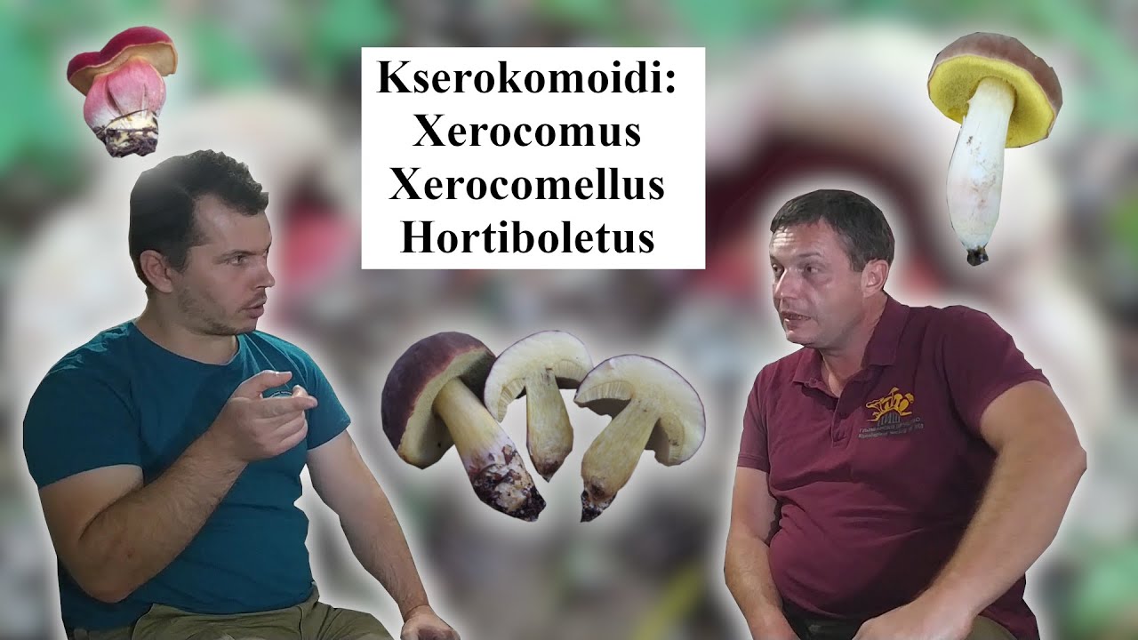 05 Vrganjevke IV deo - Kserokomoidi u užem smislu - ft. Dušan Vučić (GD Niš)