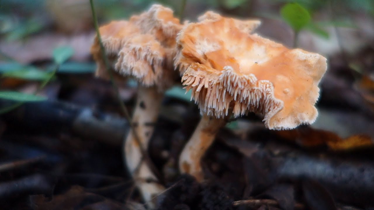 Hedgehog mushrooms (Hydnum rufescens and Hydnum repandum)