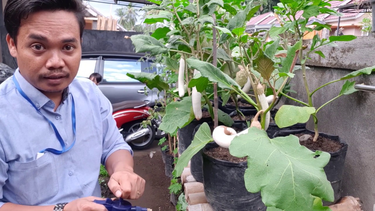 Cara Membuat Pestisida Nabati Dari Daun Sirih dan Bawang Putih, Ampuh Mengatasi Hama Pada Tanaman