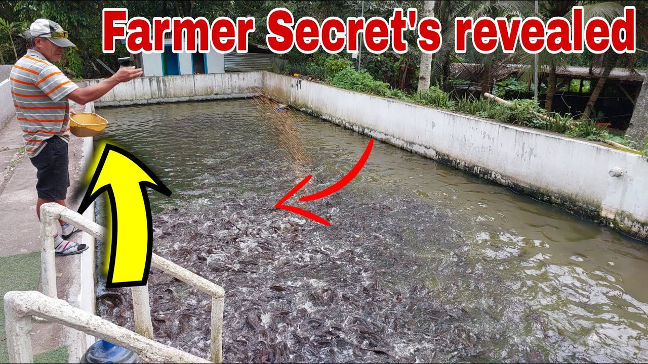 Farmer's Tips Para Mabilis Lumaki ang Hito sa Concrete Ponds