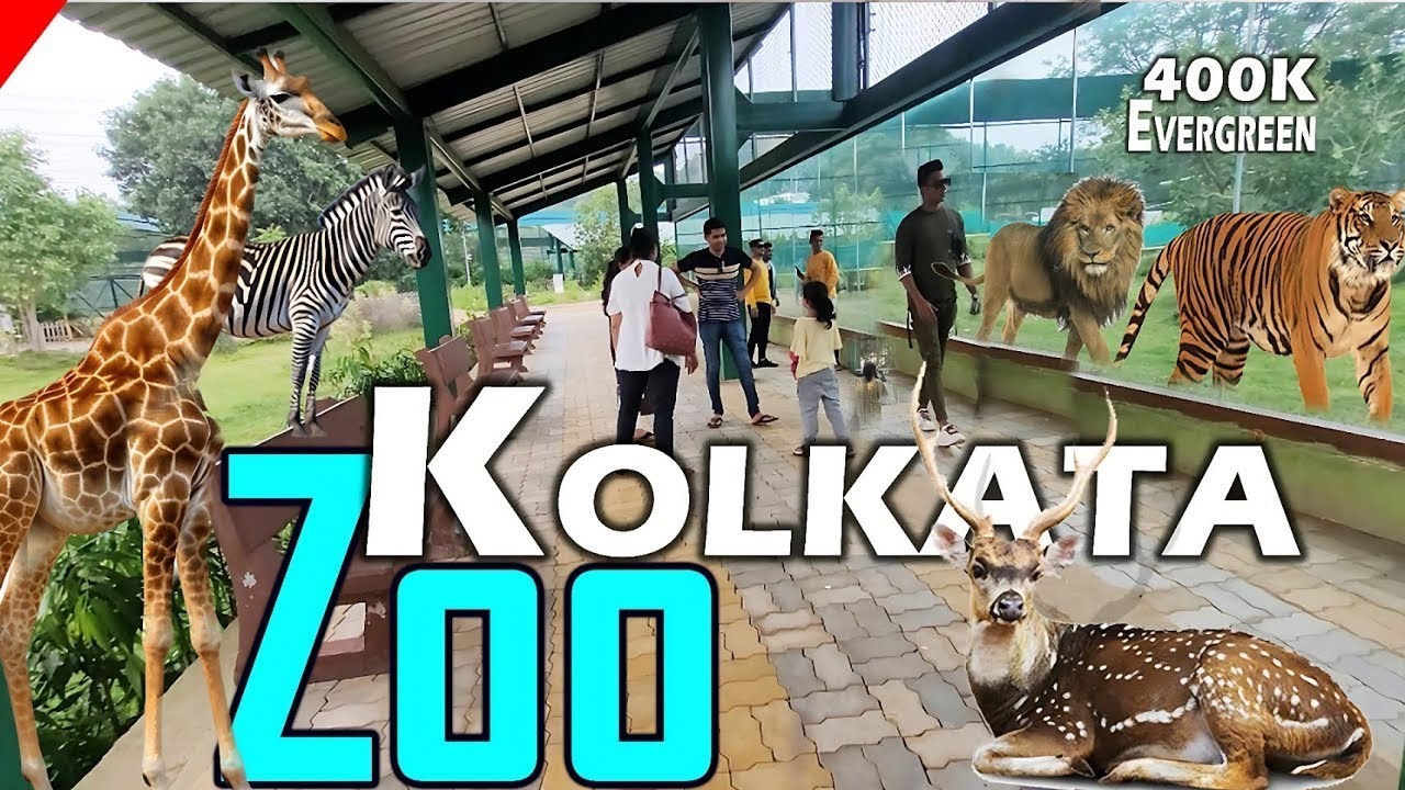 kolkata zoo // Alipur zoo in kolkata ||  #चिड़ियाघर || royal bengal tiger