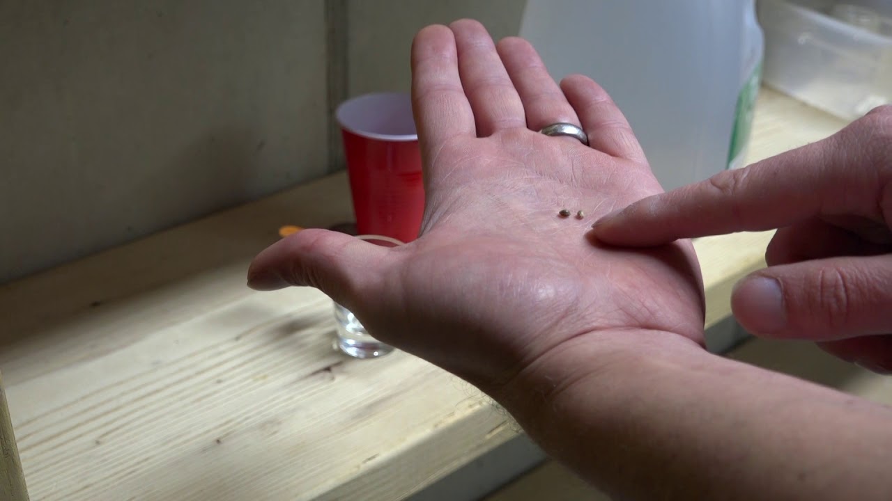 Purple Kush Cannabis - Starting the Seed P1