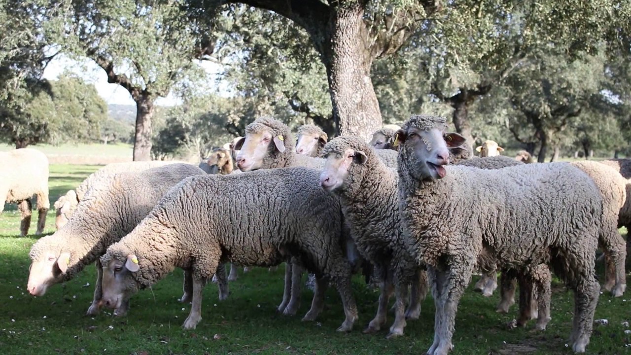 Ovejas merinas