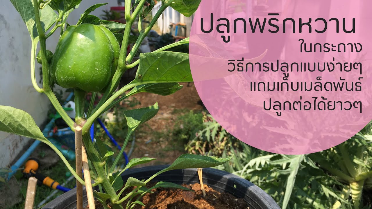 ปลูกพริกหวาน ในกระถางแบบง่ายๆ แถมเก็บเมล็ดพันธ์ปลูกต่อได้ยาวๆ เลย / ฟาร์มสุขข้างบ้าน