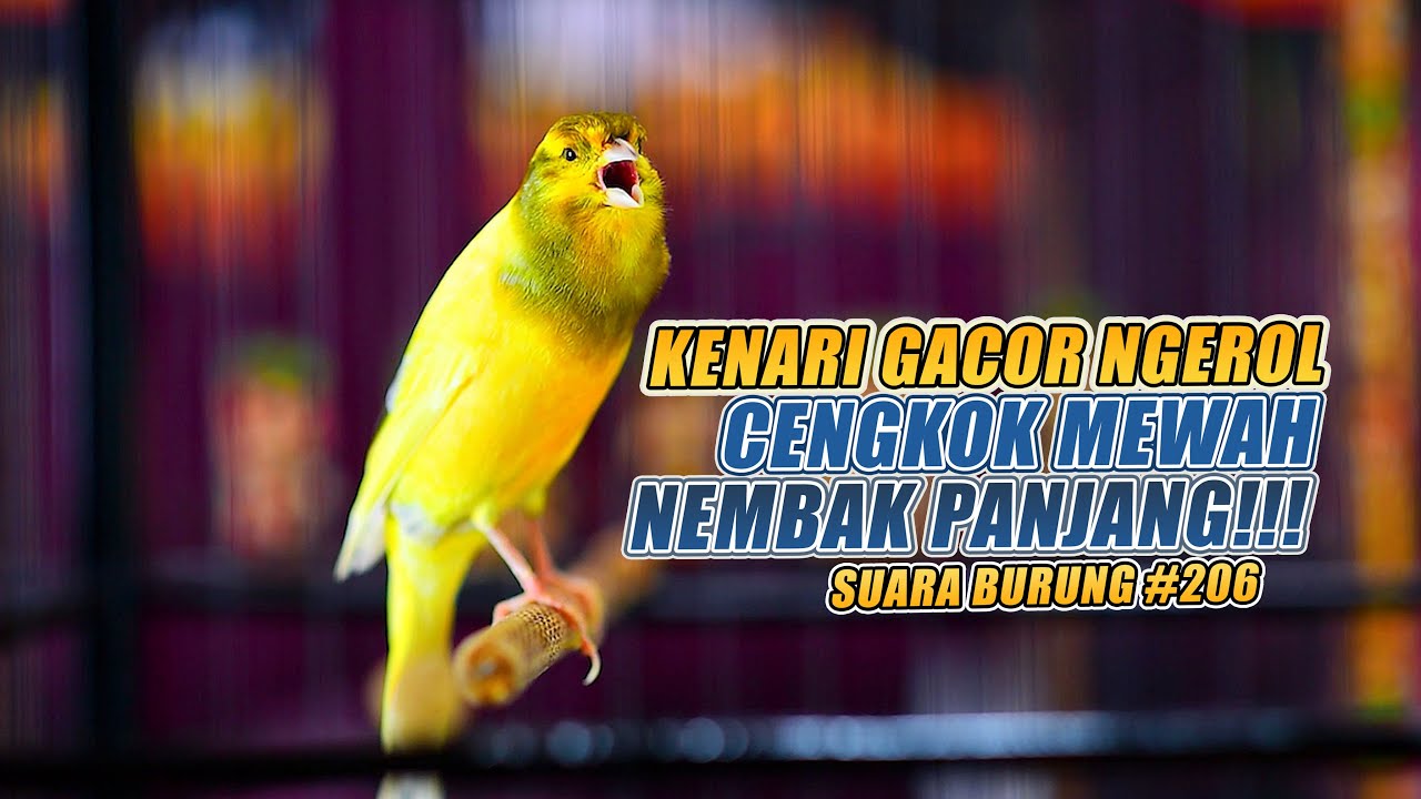 SUARA BURUNG |206| Kenari GACOR PANJANG INI Cocok untuk Masteran KENARI PAUD dan Kenari Macet BUNYI