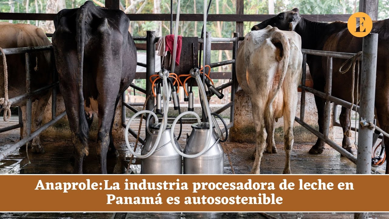 Anaprole: La industria procesadora de leche en Panam&aacute; es autosostenible