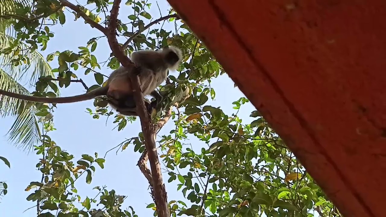 🐒🐵🙈