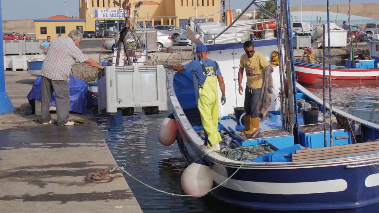Landing Skipjack Tuna in Morro Jable, Fuerteventura