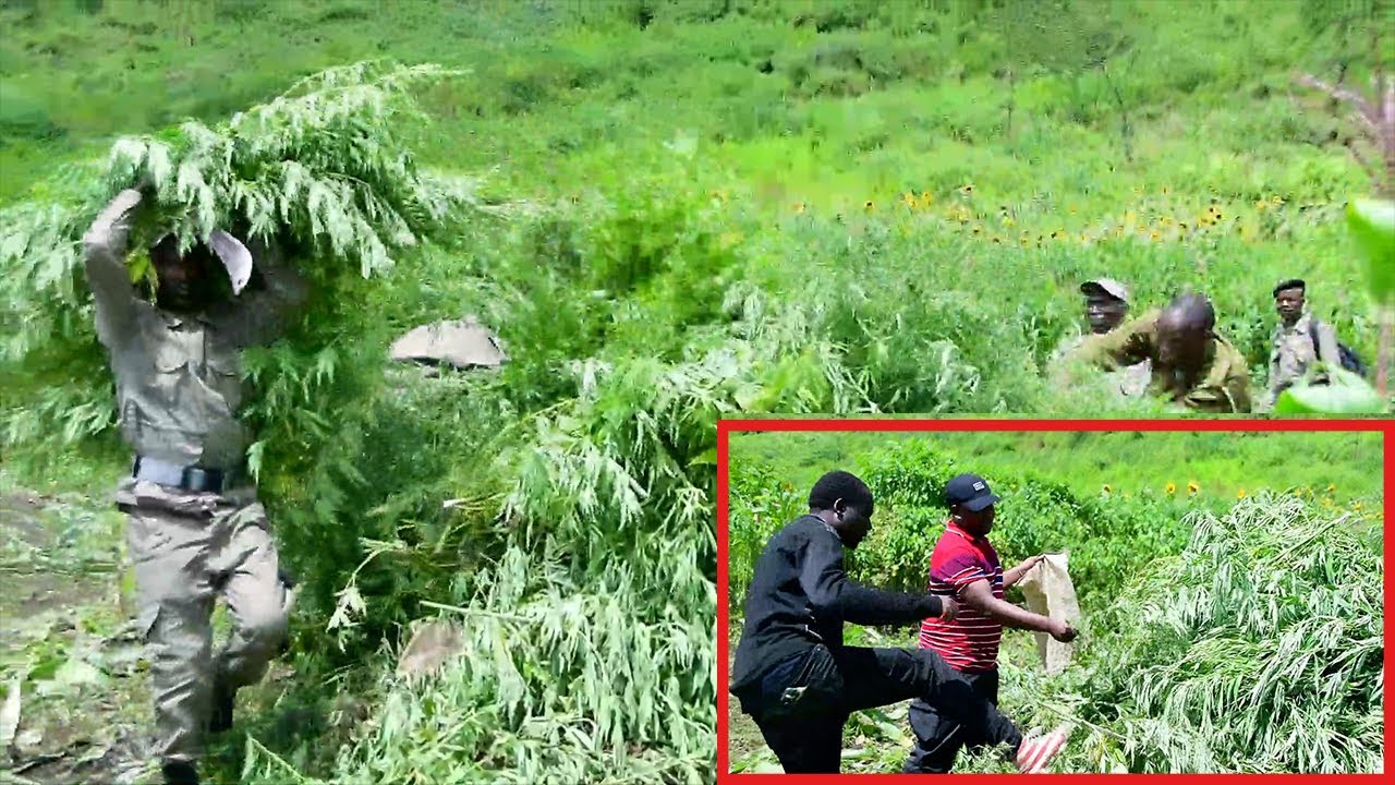 ARUSHA HAIPOI, TUKIO LA KUSHTUKIZA LAKUTA BANGI HEKARI 50 ZIMELIMWA KATIKATI YA MAHINDI NA ALIZETI