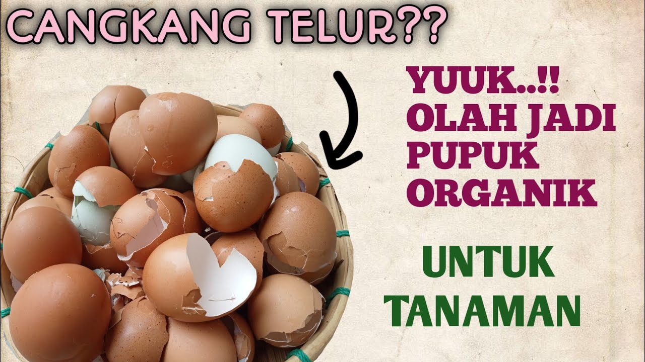 CARA MENGOLAH CANGKANG TELUR YANG KAYA NUTRISI ORGANIK UNTUK TANAMAN