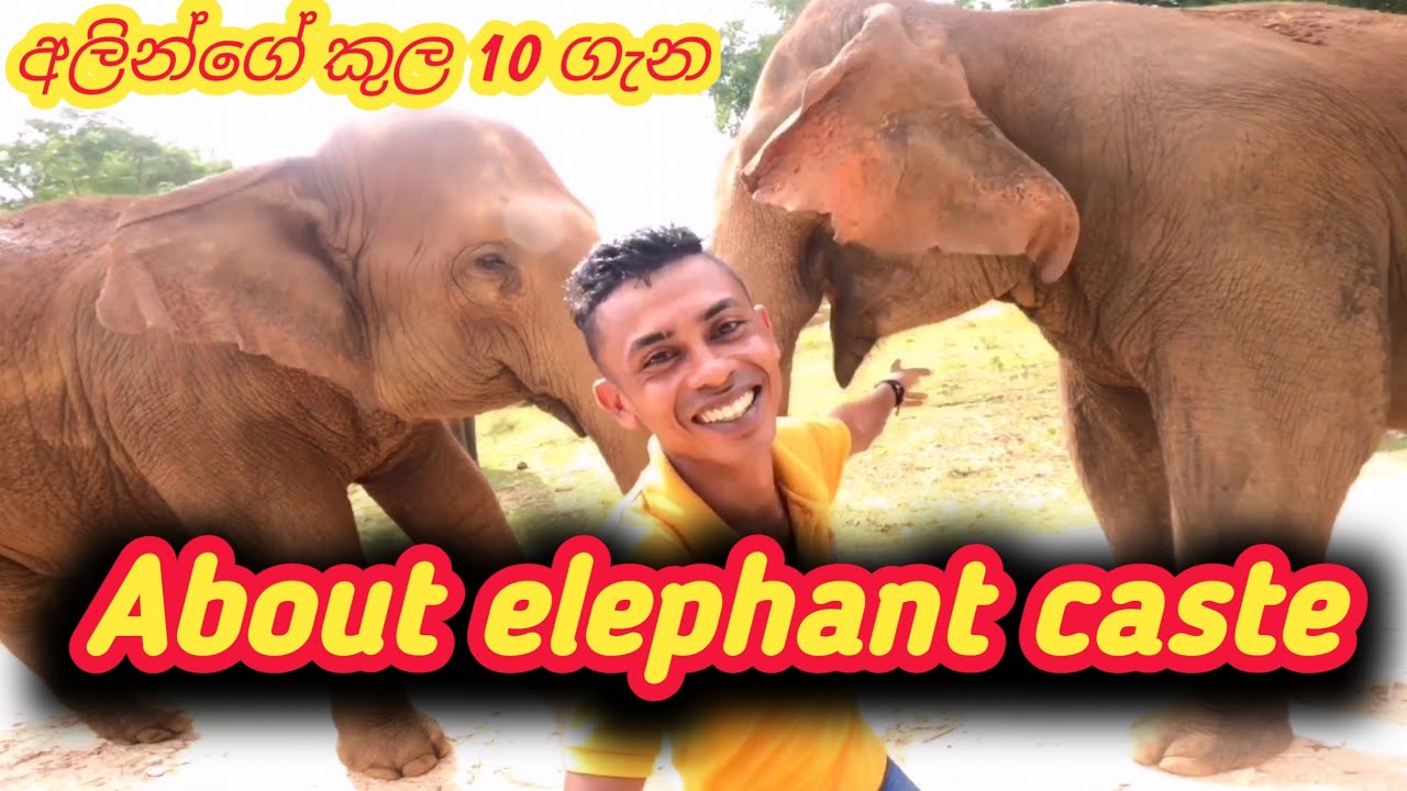 About the caste of elephants / what is the elephant caste අලින්ගේ කුල ගැන #elephantattack #wildlife