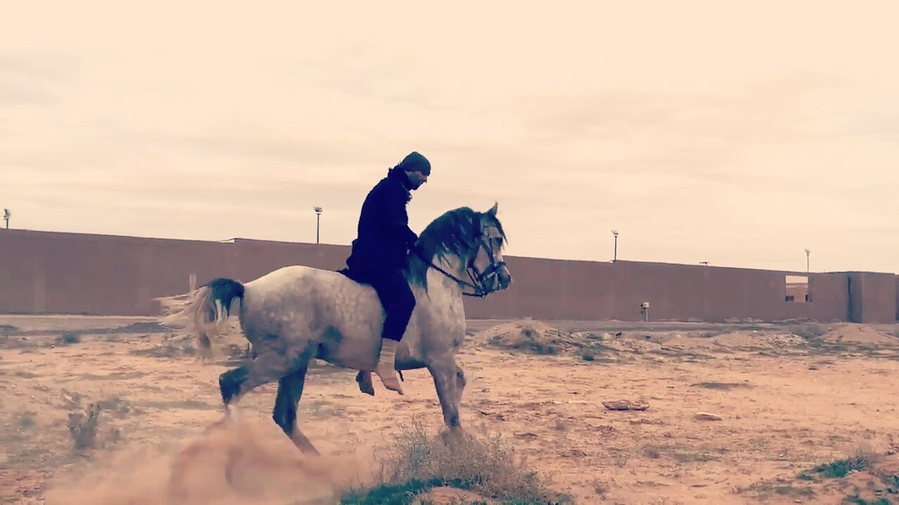 THEY ARE BOTH STALLIONS AND ARABIAN / كلها فحول عربية