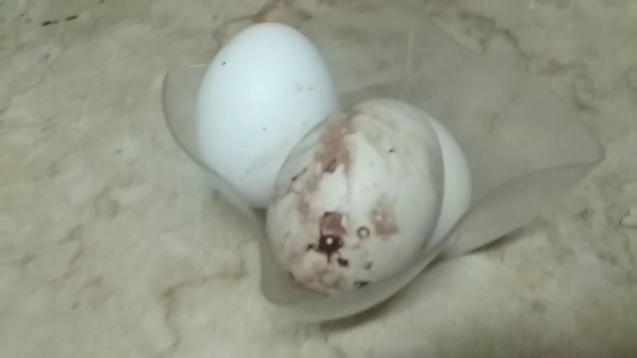 سبب وجود دم على البيض اوعى تهمليه عشان ماتخسريش فراخك كلها دا مؤشر لظاهرة انقلاب الرحم عند الفراخ