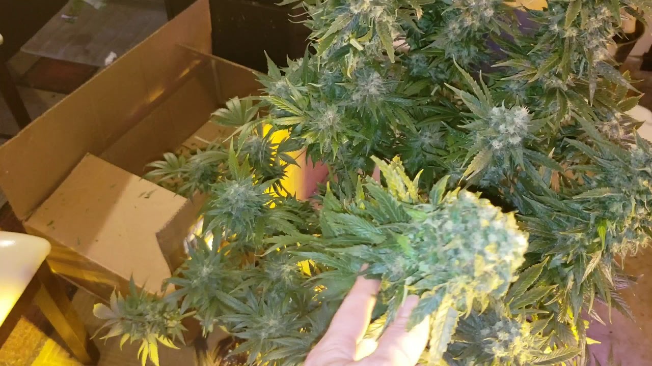 Pua mana seeds kona gold
