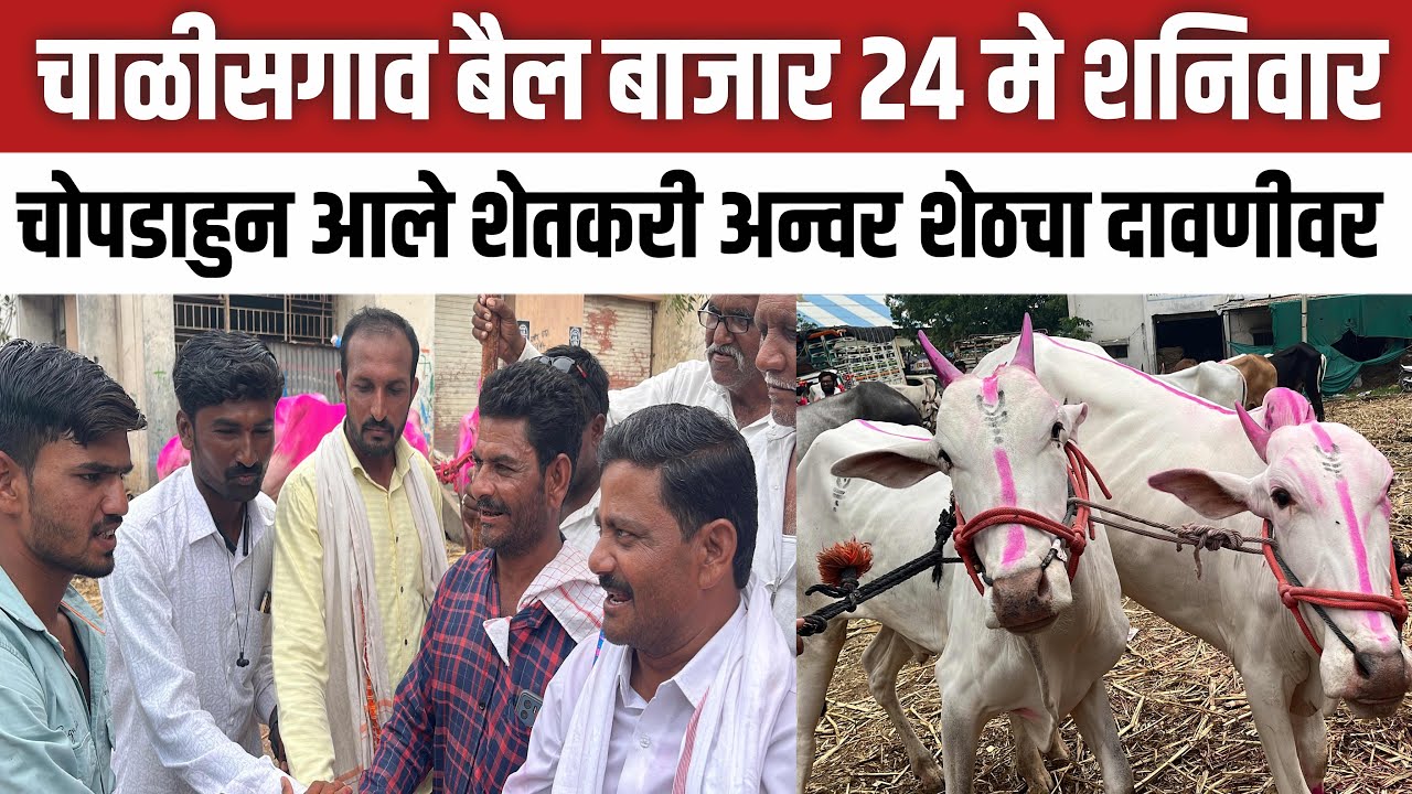 अन्वर शेठचा दावणीवर चोपडाहुन आले शेतकरी | चाळीसगाव बैल बाजार | Chalisgaon bail bazar