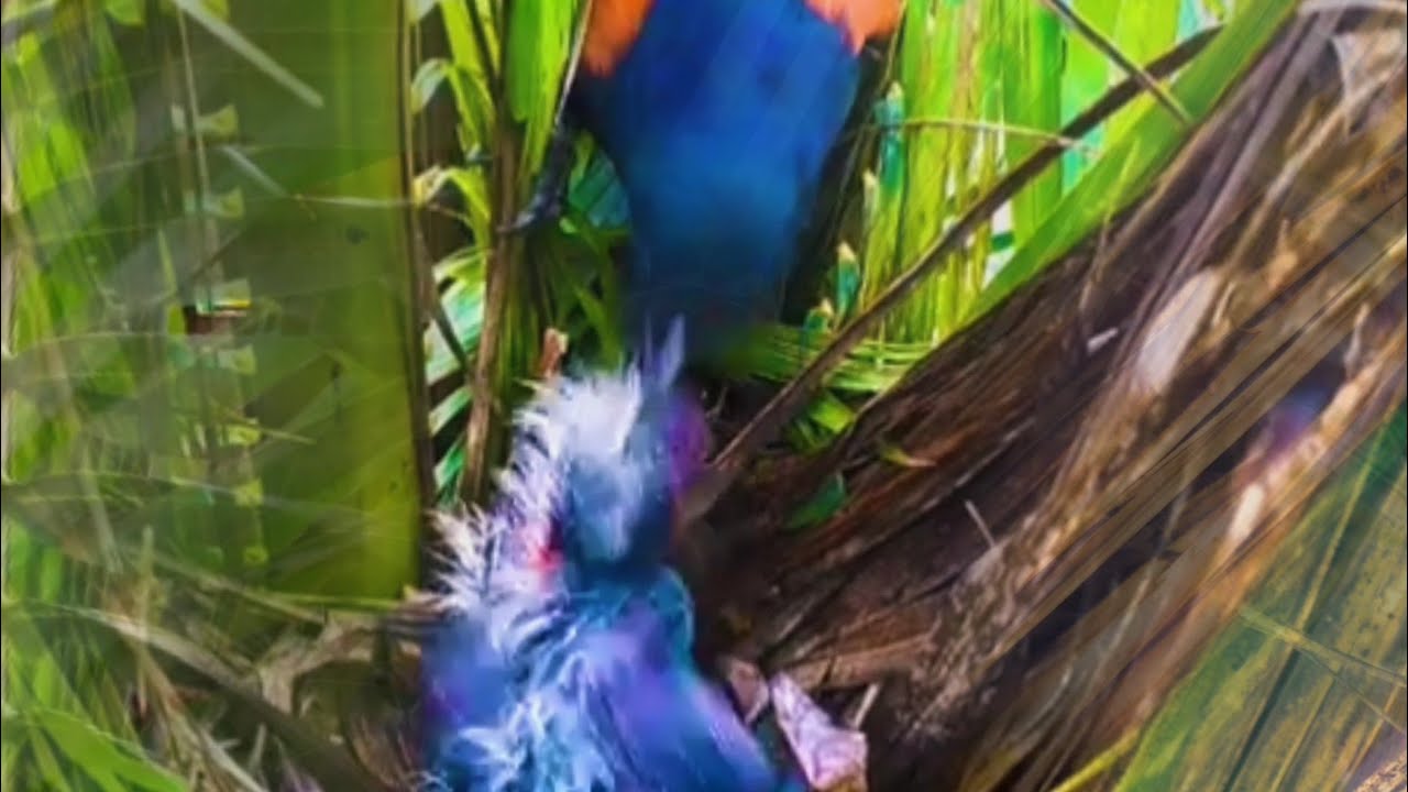MOMEN TERBARU INDUK BURUNG MENGGIGIT LIDAH ANAKNYA