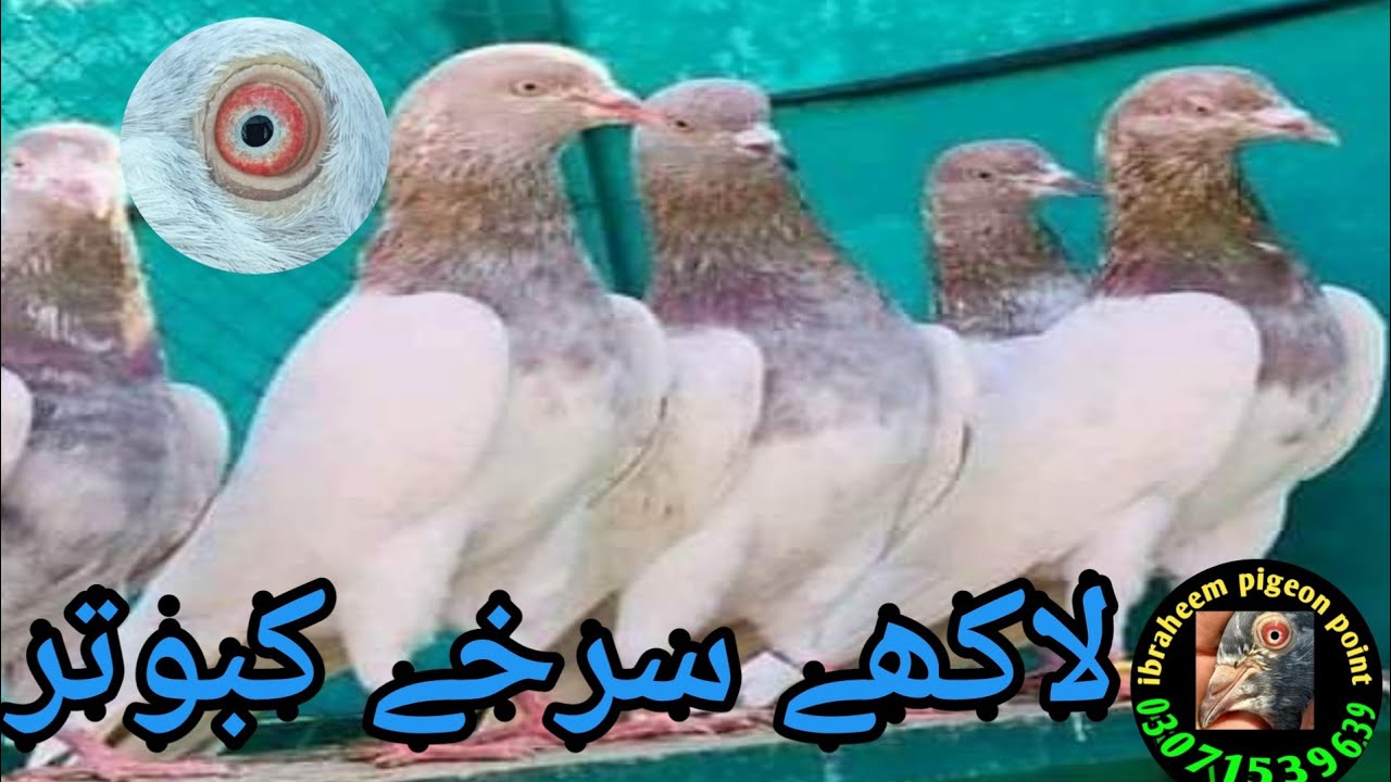 lakhy Nankana sab waly Taddy kabootar || 03071539639 || #ibraheempigeonpoint