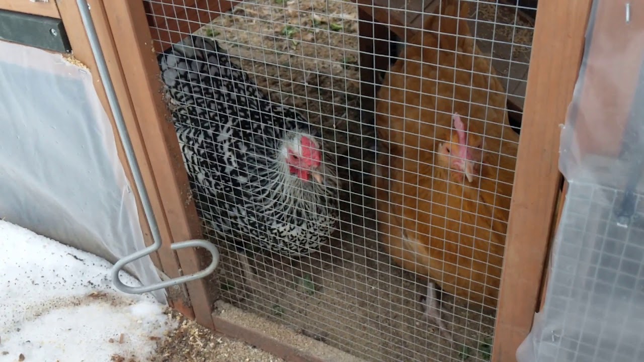 Chicken Coop Winterization for Extreme Cold Weather