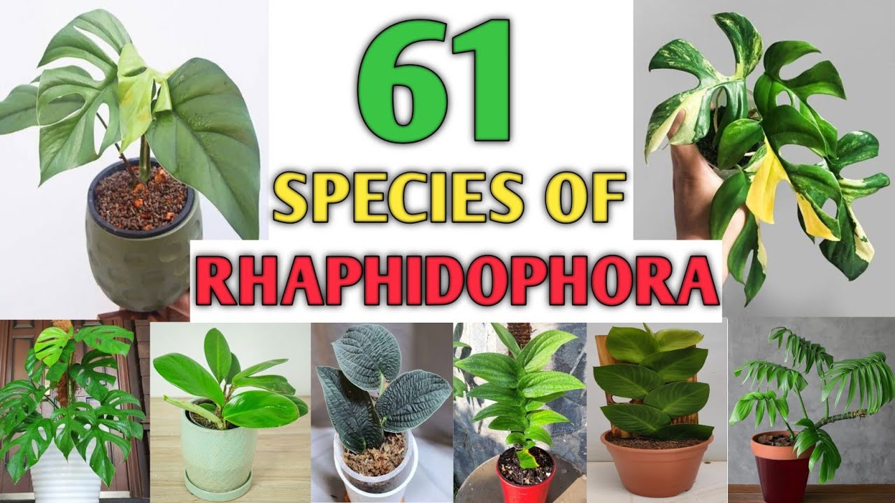 61 Rhaphidophora Species | Rhaphidophora Varieties with Identification | Plant and Planting