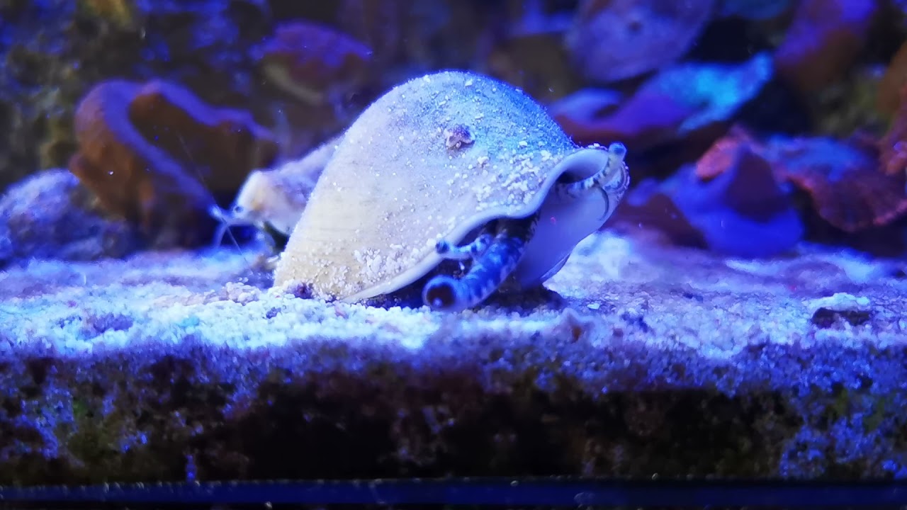 Strombus snail in action