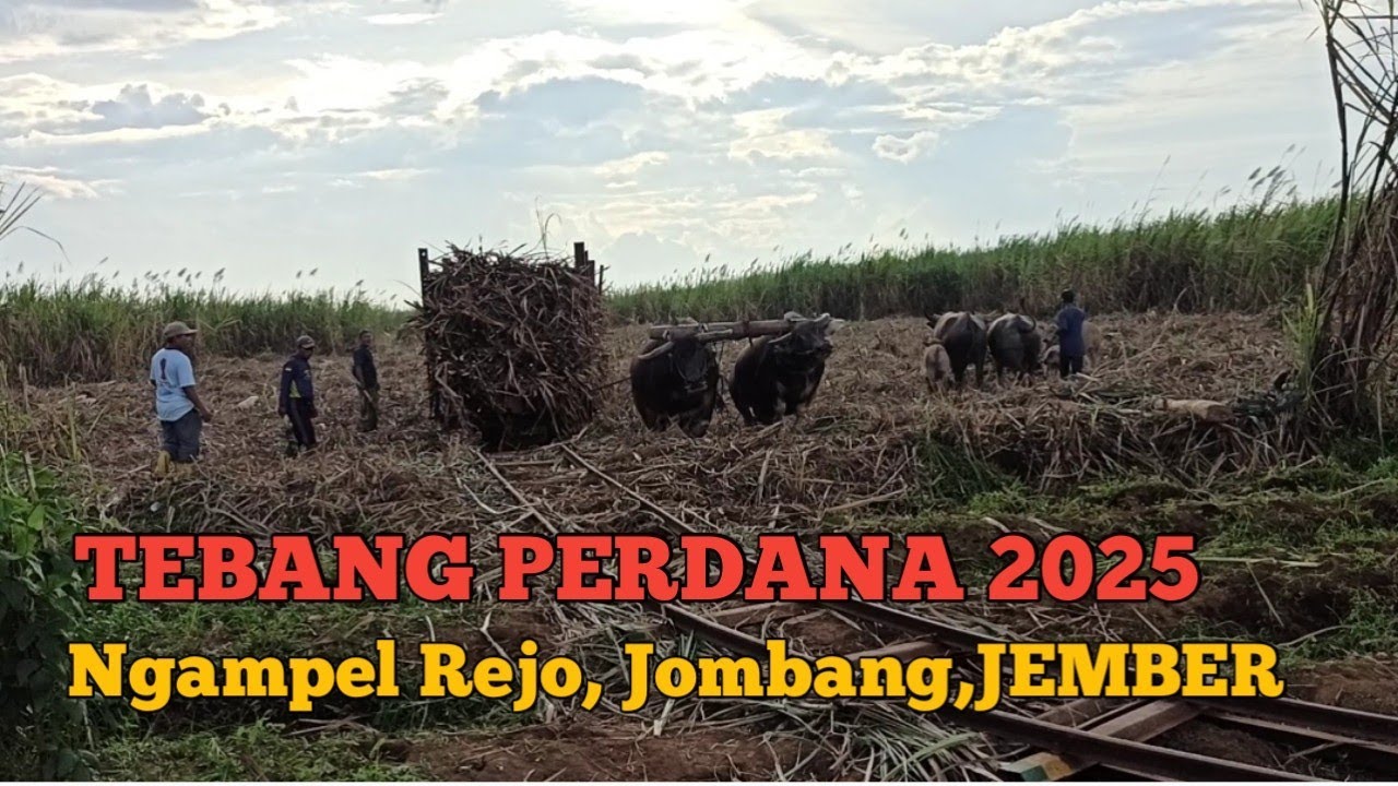 Awal musim tebang tahun 2025.