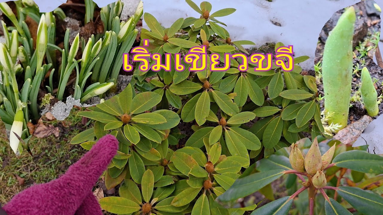 พอหิมะหยุดดอกไม้ก็ผุดขึ้นมา มหัศจรรย์แท้ 🪻🌱🌷🌿🌹