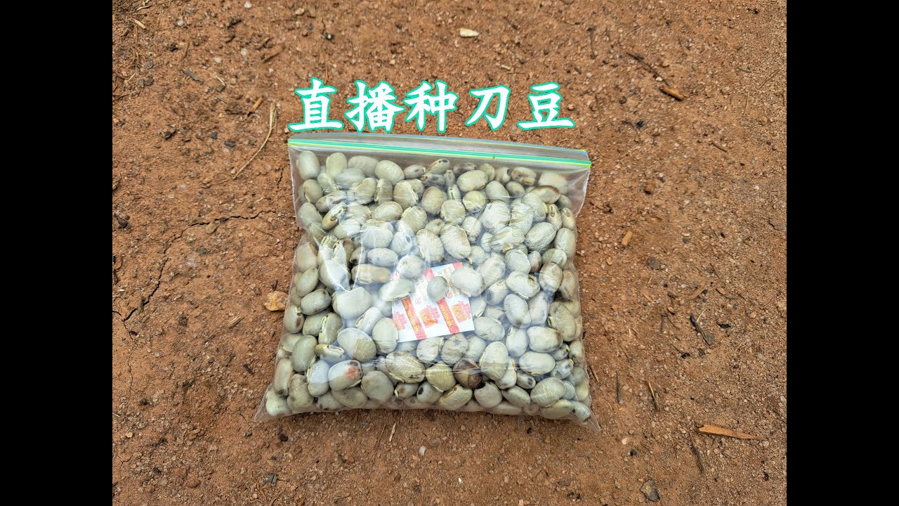 直播种刀豆(148)