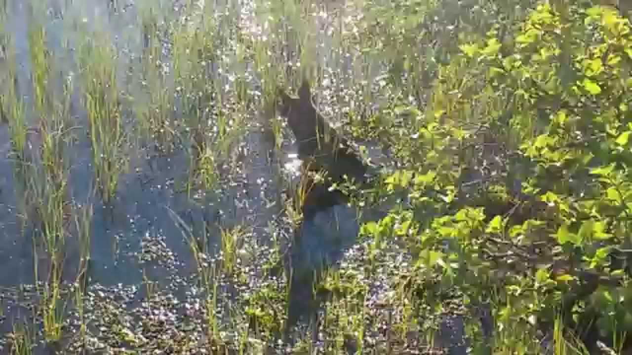 River dog, rare species in habitat