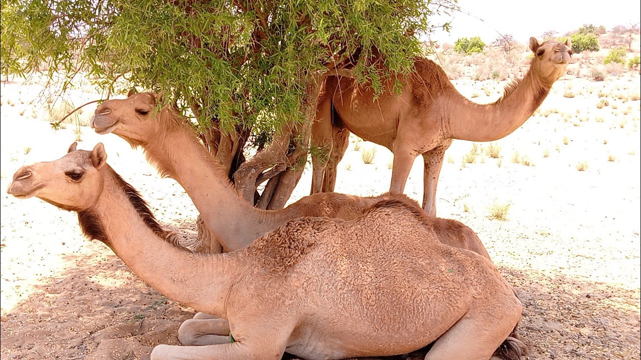 The camel's feeling not better in the hot season, see in the video movement of animals|| #how #heat