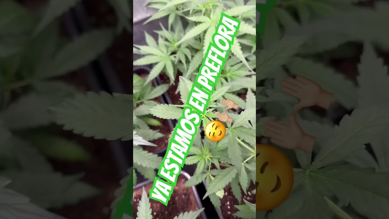 Ya en preflora 🍀🤩 #plants #flowers