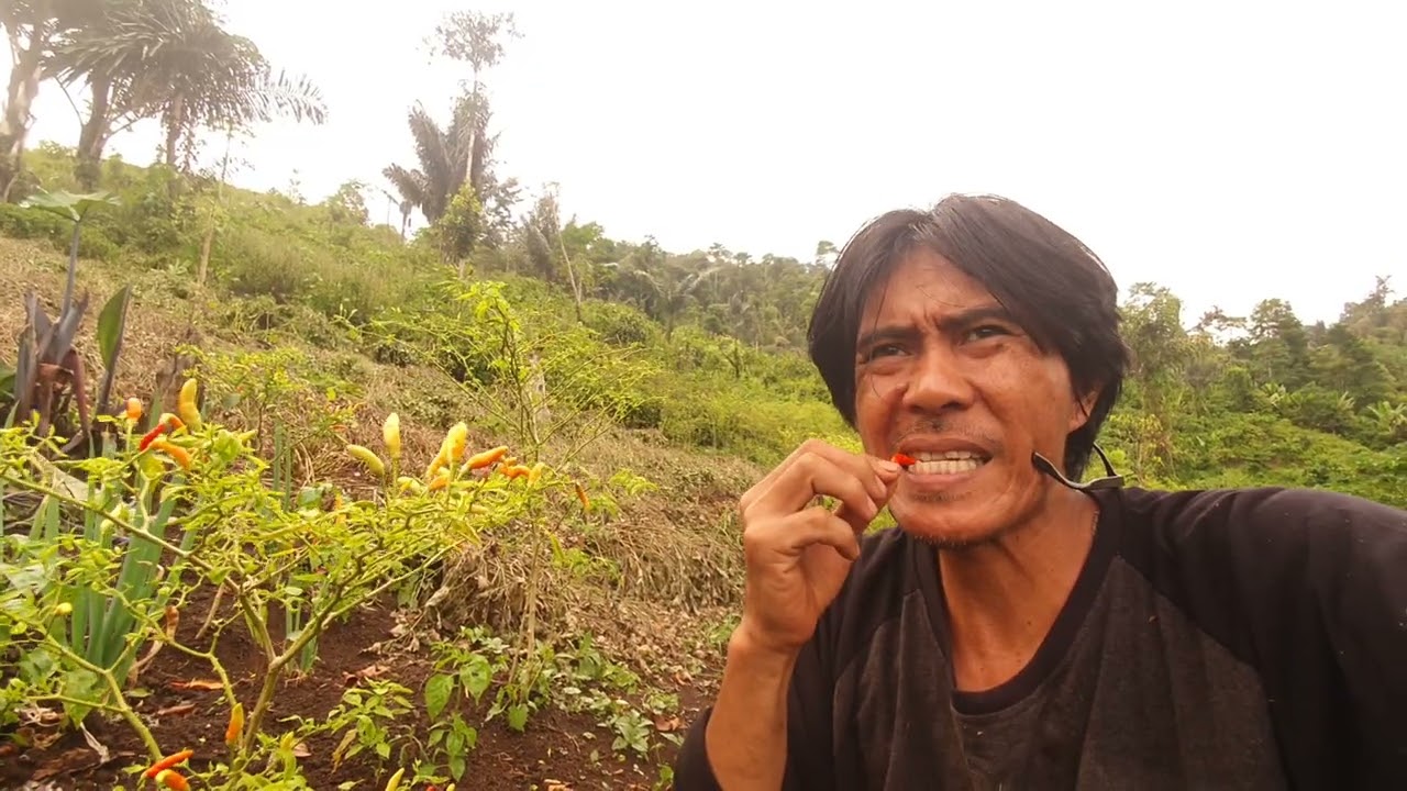 Update Hasil Tanam Cabai Rawit di Lahan Miring - Hutan Rumahku
