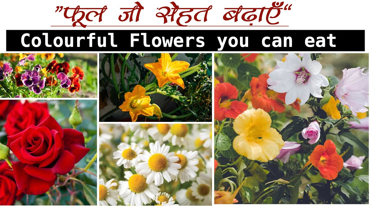 ये फूल खाए भी जाते हैं? सुंदर भी स्वादिष्ट भी।Edible Flowers You Can Grow and Eat।Taste Meets Beauty