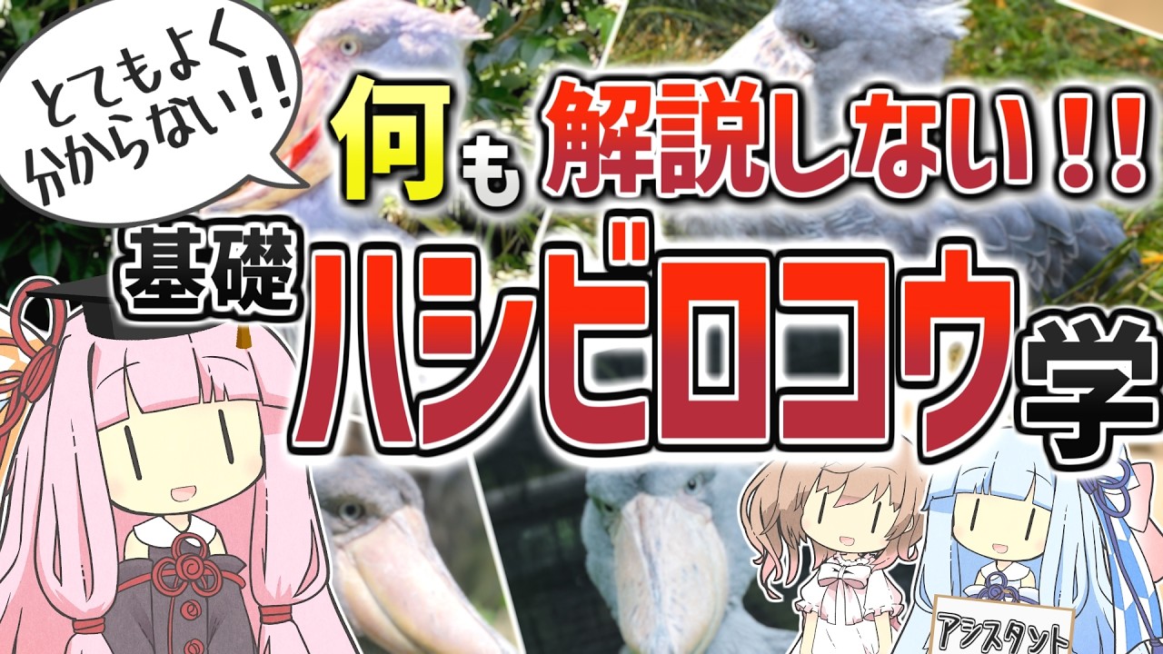 【コント】何も解説しない！基礎ハシビロコウ学