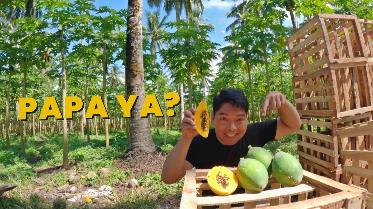 PAANO MAG HARVEST NG PAPAYA  ANO ANG MGA DAPAT GAGAWIN SA PAGHARVEST NG PAPAYA