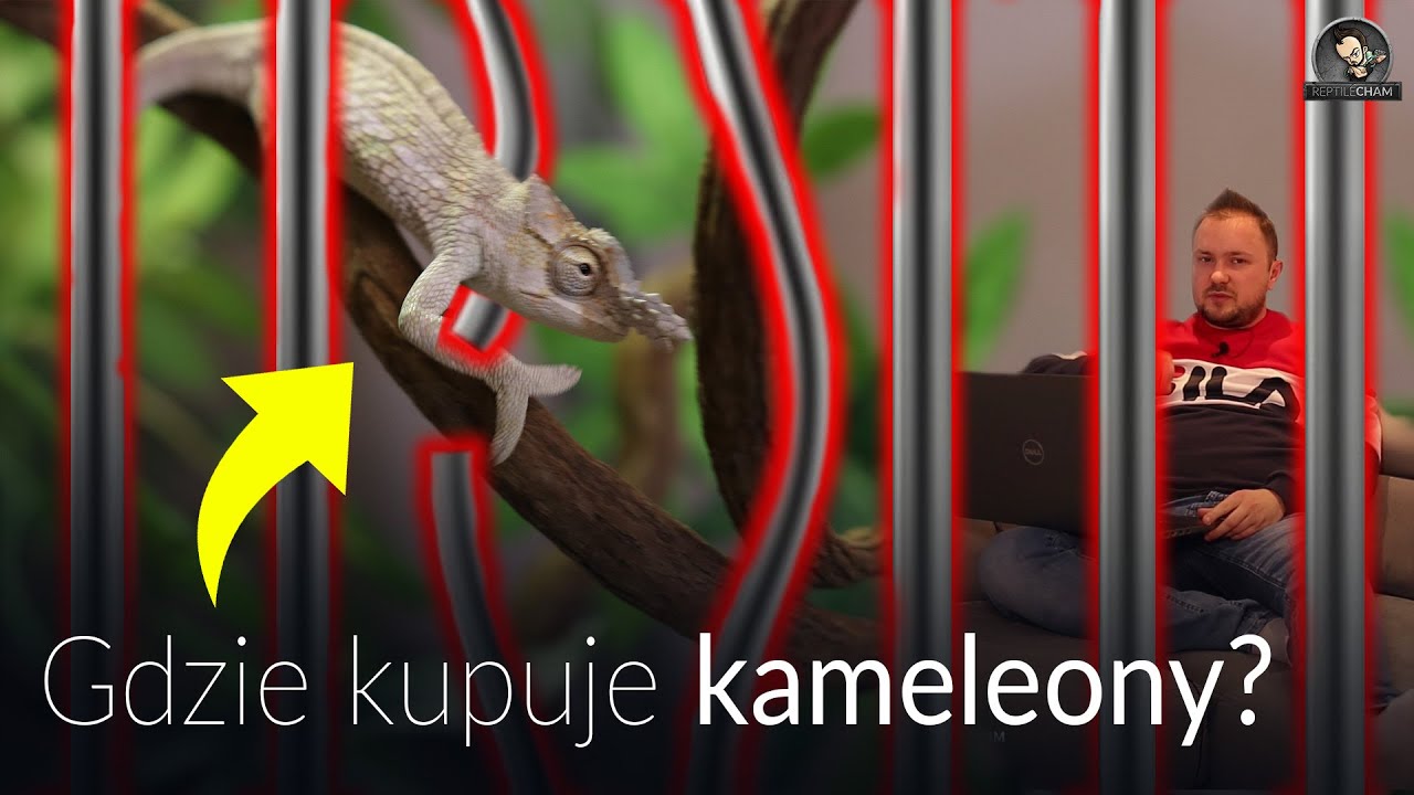 GDZIE KUPUJE SWOJE KAMELEONY? ODPOWIADAM NA PYTANIA!