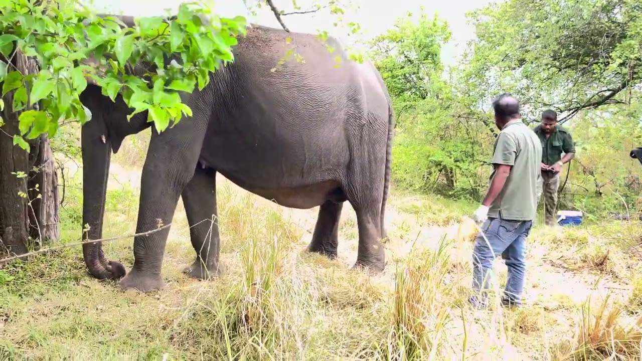 Wild elephant treatments at National park of SriLanka.