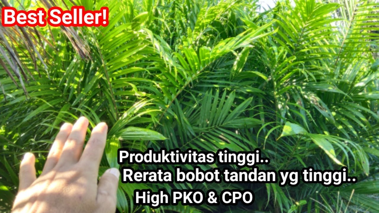INILAH VARIETAS PALING TINGGI PRODUKSINYA DARI PPKS?