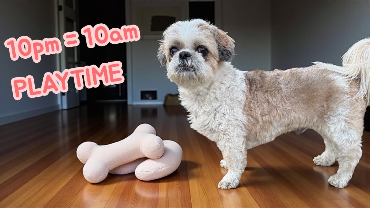 Shih Tzu Kirky 10pm = 10am Playtime 🐕