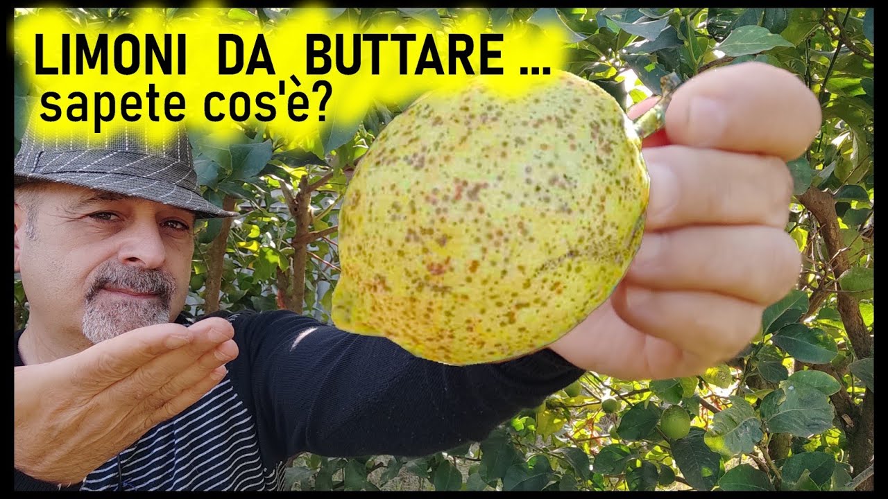 Cocciniglia rossa forte del limone, cos'è ed i trattamenti biologici da fare