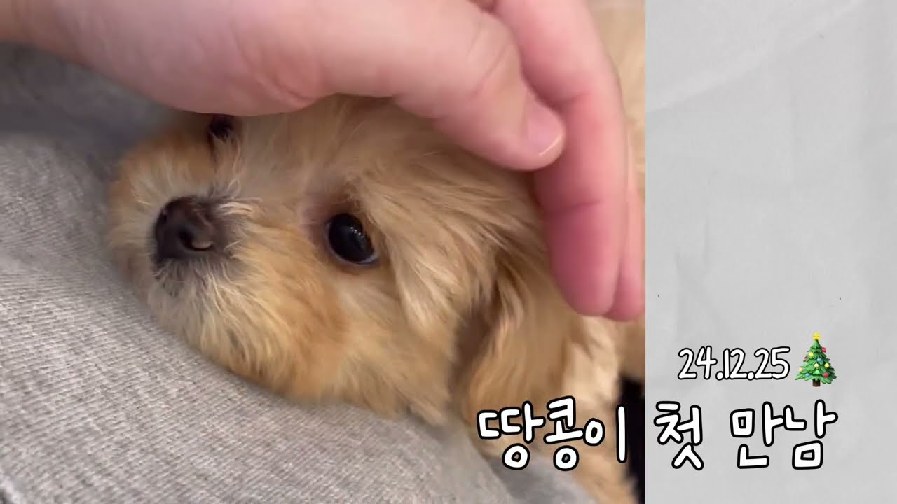 땅콩이 첫 만남 (크림말티푸)