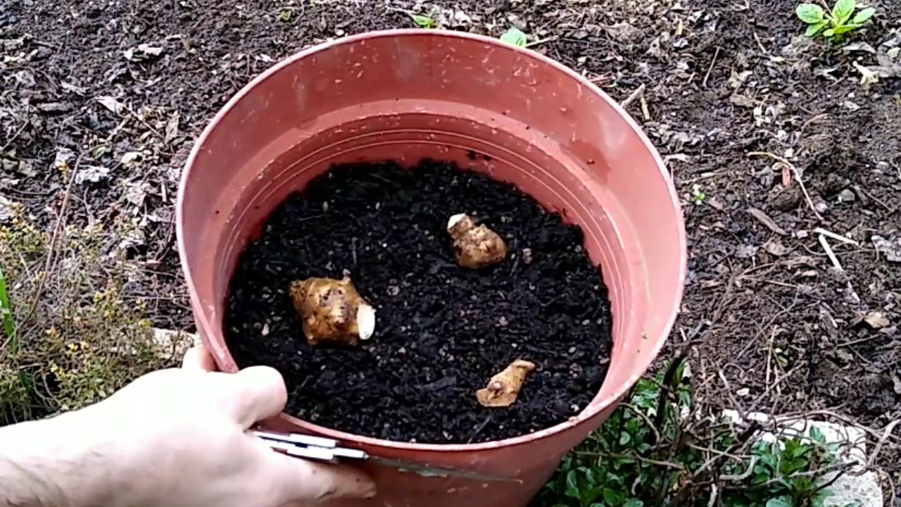 How to Plant Sunchokes in containers! How to Plant Jerusalem Artichokes. ORDER SUNCHOKES NOW